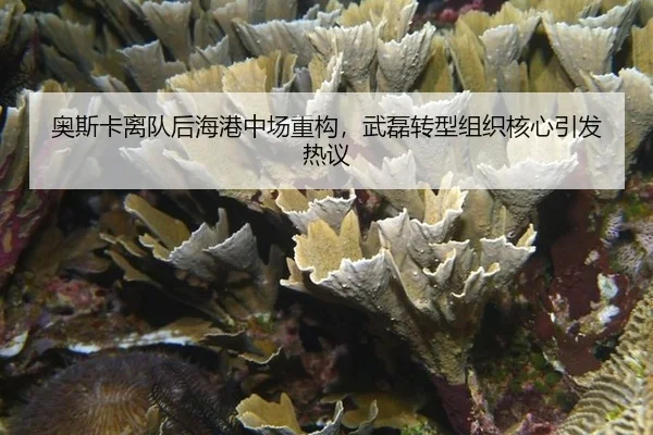 奥斯卡离队后海港中场重构，武磊转型组织核心引发热议